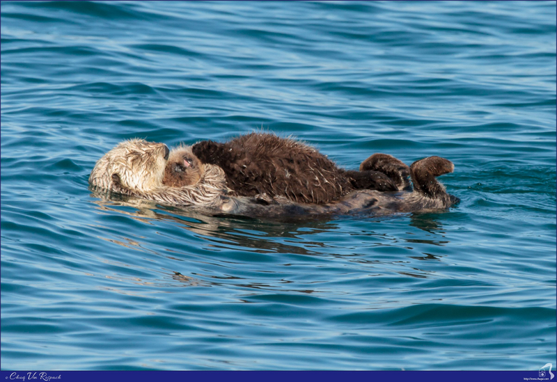Illustration for article titled You Otter Know, It's Sea Otter Awareness Week!